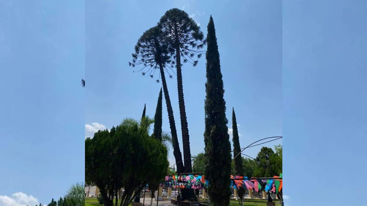 Árbol de Ahualulco